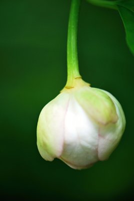 Sinocalycanthus chinensis - sazaníkovec čínský - pupen květu